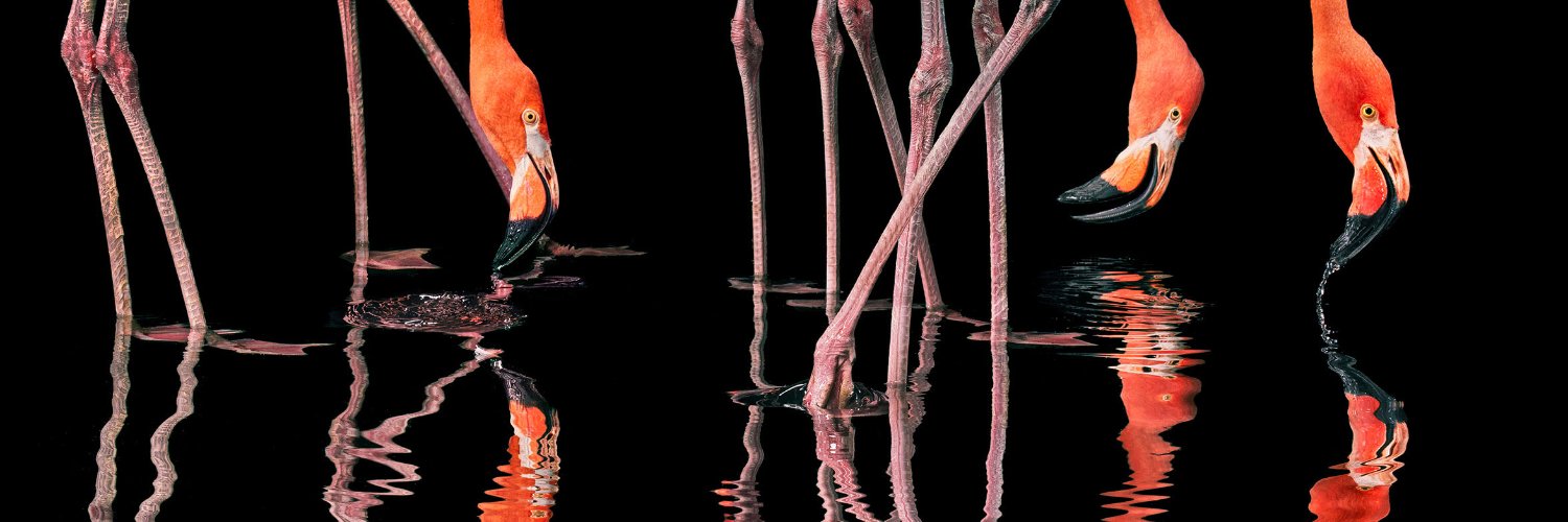 EchoFineArts's profile banner image