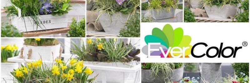 EverColorPlants's profile banner image