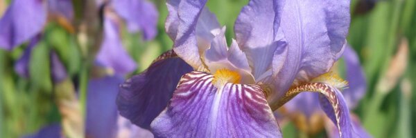 fgagnon5 Profile Banner