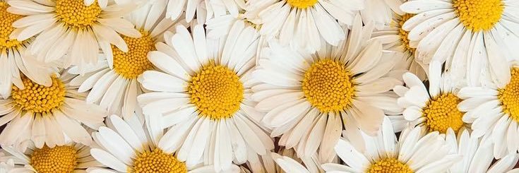 dawntrottier_'s profile banner image
