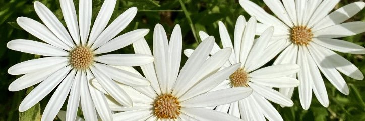 Torrodelbo's profile banner image