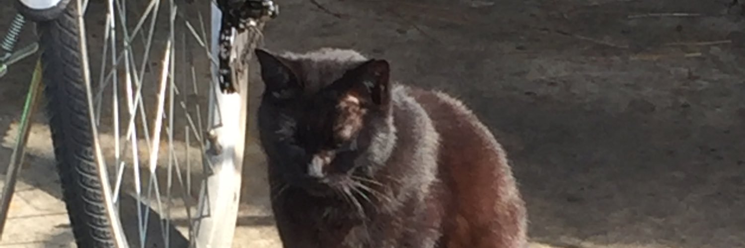 黒猫モズライト banner