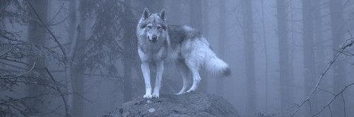 Giorgio Malusardi 🇺🇦 banner