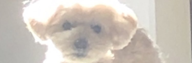 sanchan122's profile banner image