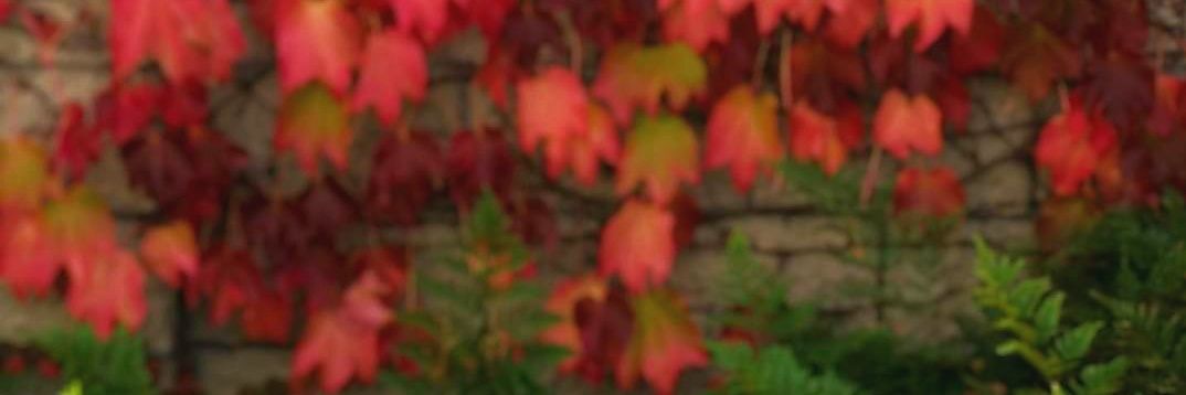 EdenDeRuse's profile banner image