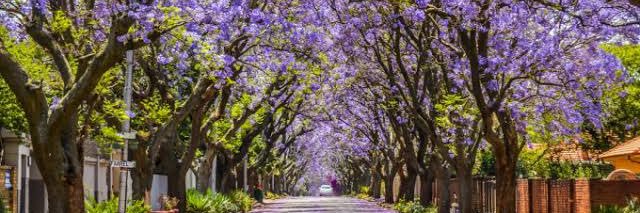 Carolina Pérez banner