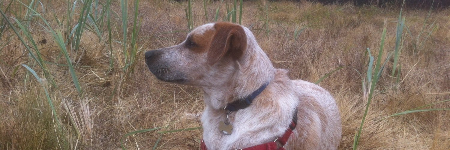 DebandDuffy's profile banner image
