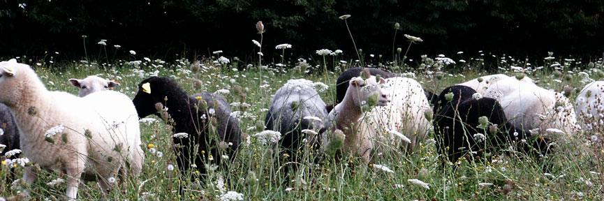 toisonsbretagne's profile banner image