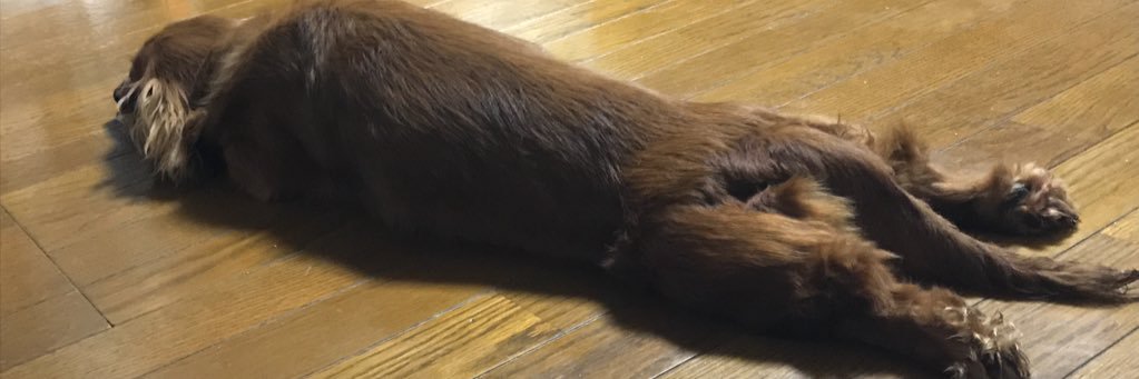 セニョ banner