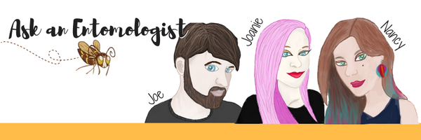 BugQuestions Profile Banner