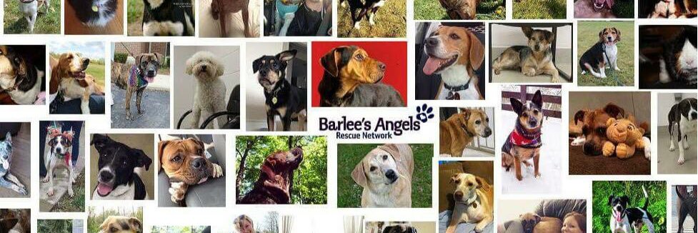 BarleesAngels's profile banner image