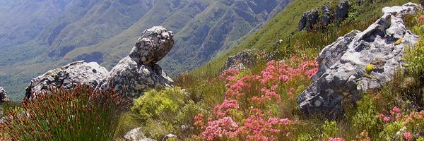 FynbosFire Profile Banner