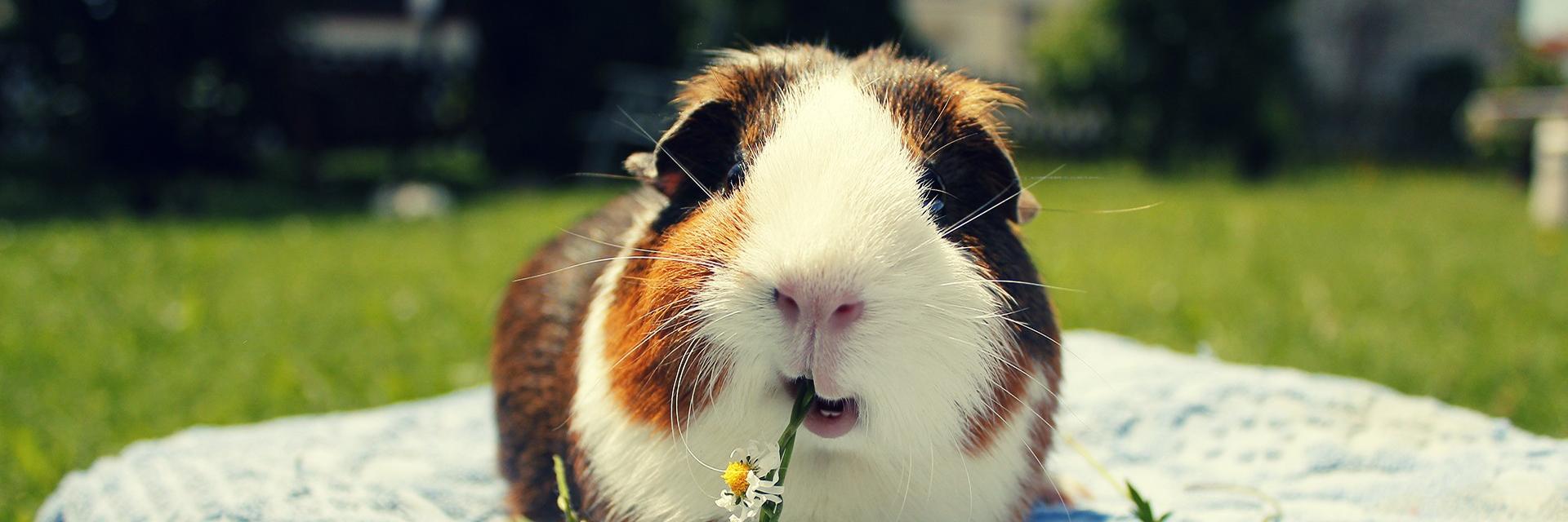 guineapixs's profile banner image
