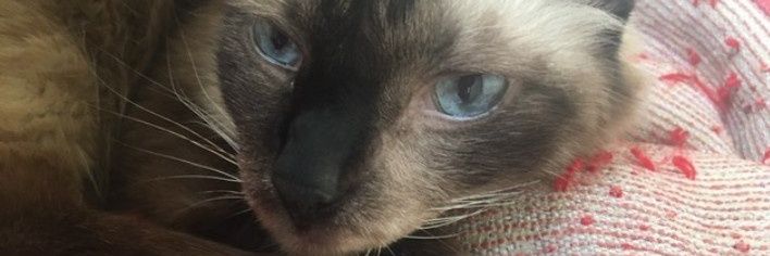 rejane_1's profile banner image