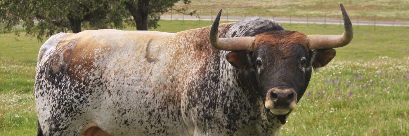 Jose Antonio Sobral banner