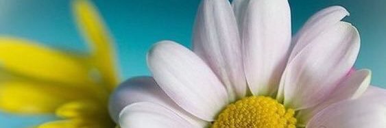 SusieSharp15's profile banner image