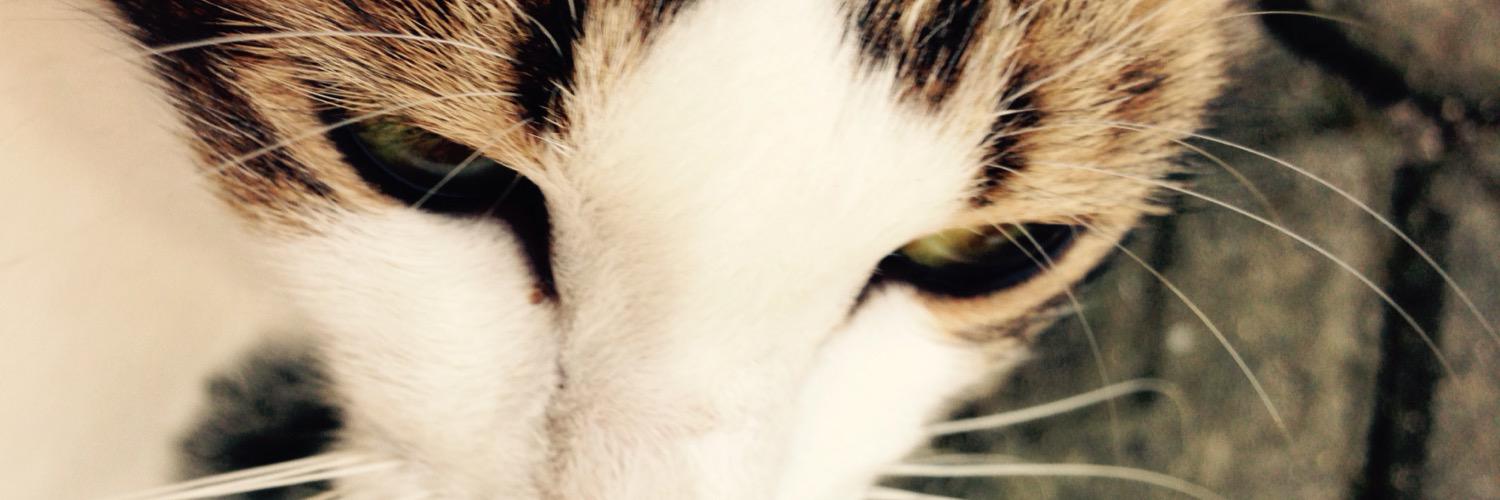 irmalailaa's profile banner image