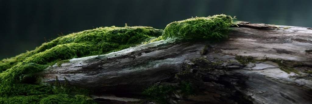 backpondcomdy11's profile banner image