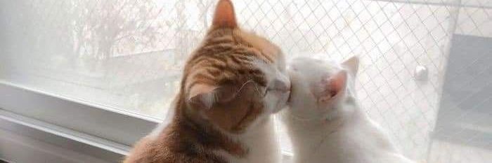 M@みちゃまろ🐧 banner