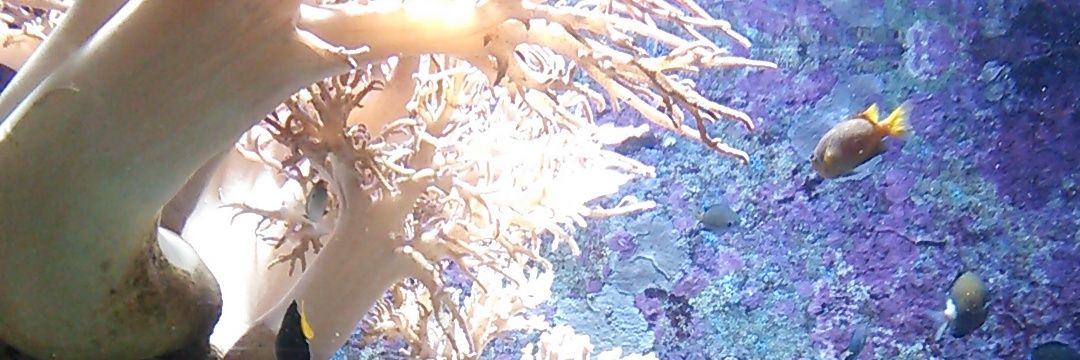 璃音☆取引垢【固定】 banner