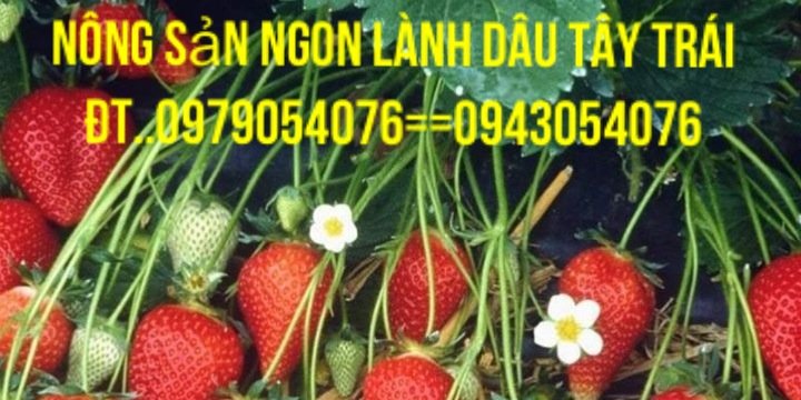 phamvanhung868's profile banner image
