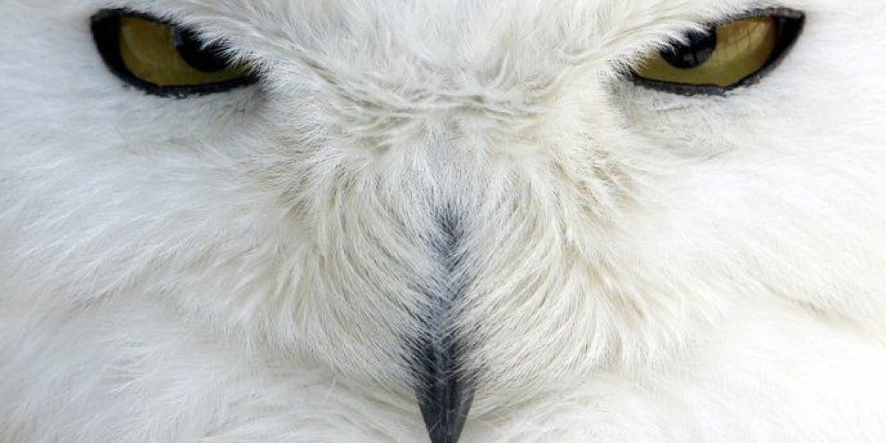 OccupyingMinds's profile banner image