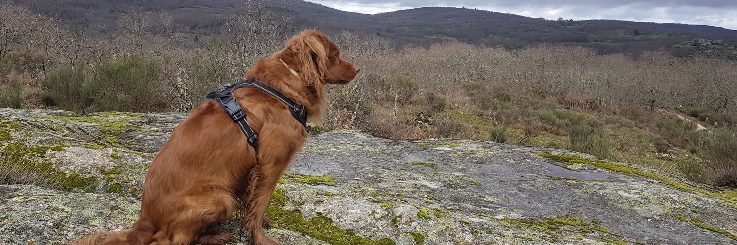 Javierfrls's profile banner image