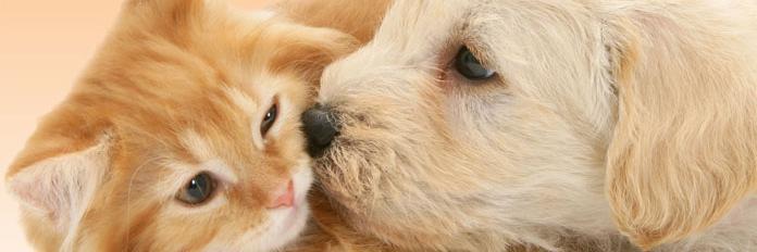 cuteorfunnyvids's profile banner image