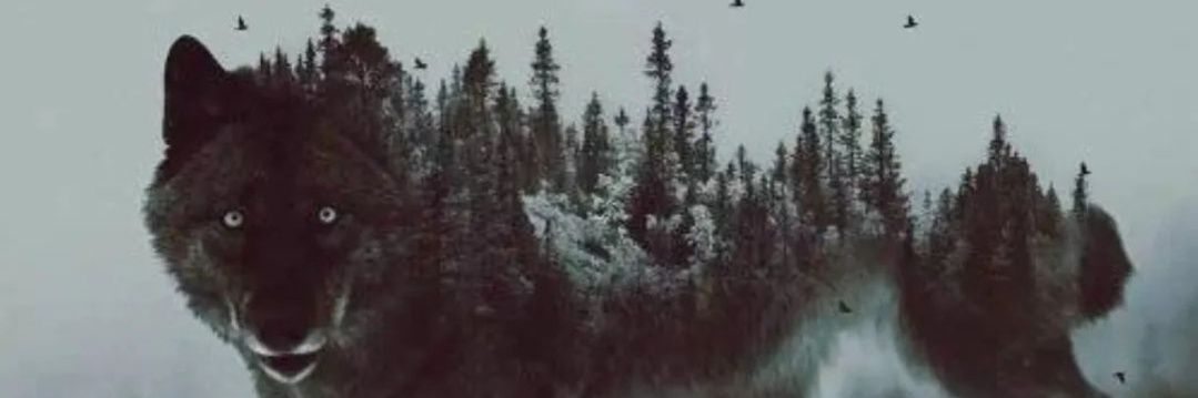 Bozkurtbd's profile banner image
