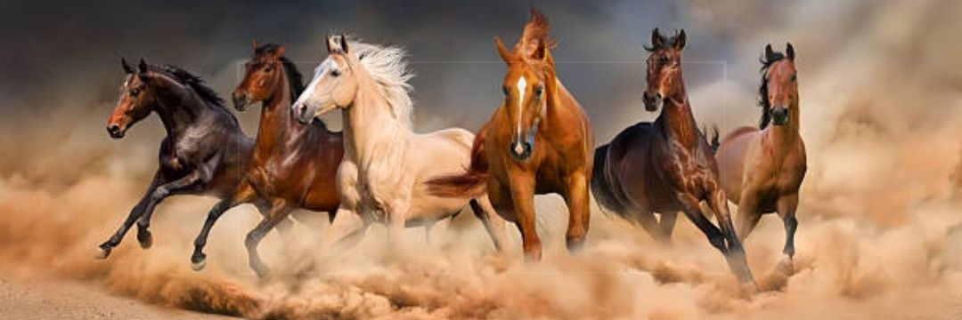 منبر عشيرة النمصان banner