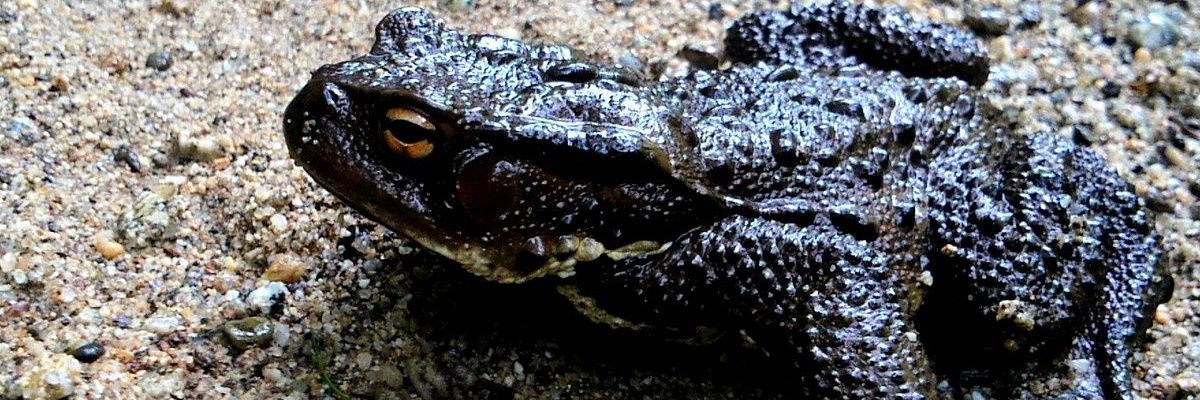 singbluesilver's profile banner image
