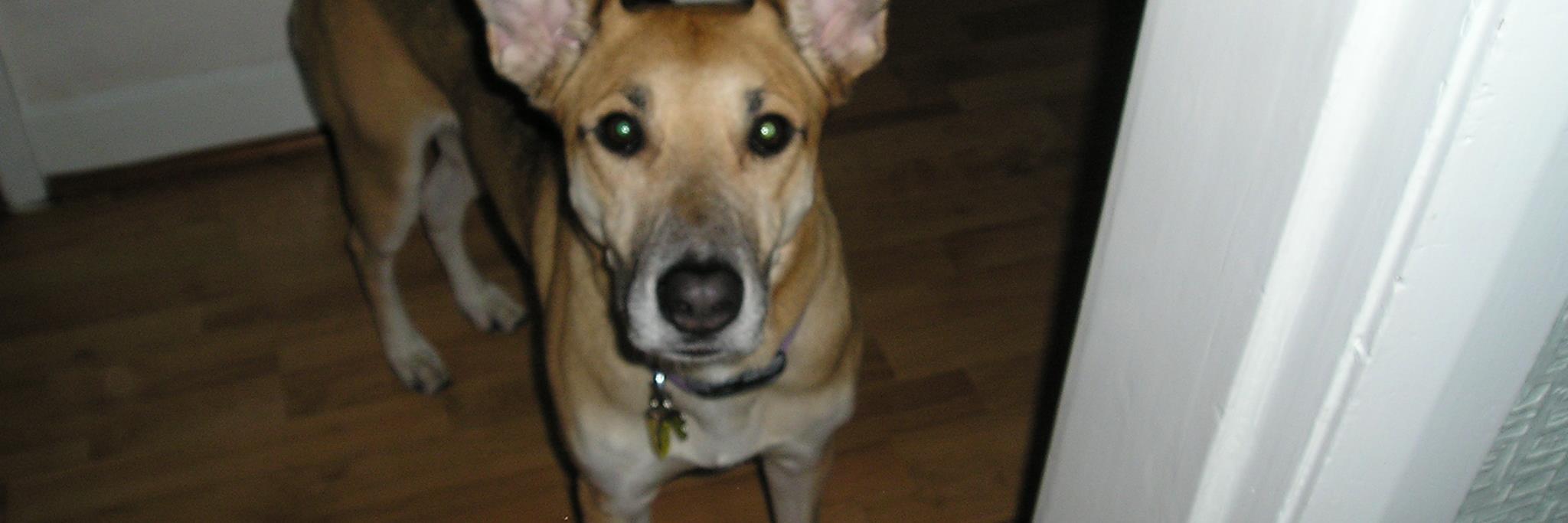 the mum🥀#GTTO🥀#GetStarmerout banner