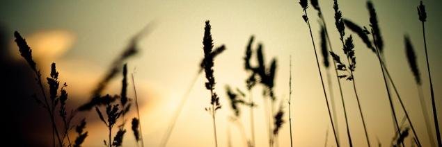 vicalonso's profile banner image