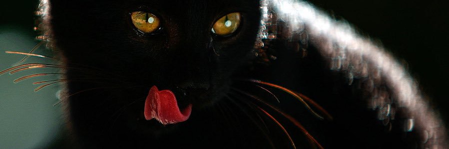 xshaybuttr's profile banner image