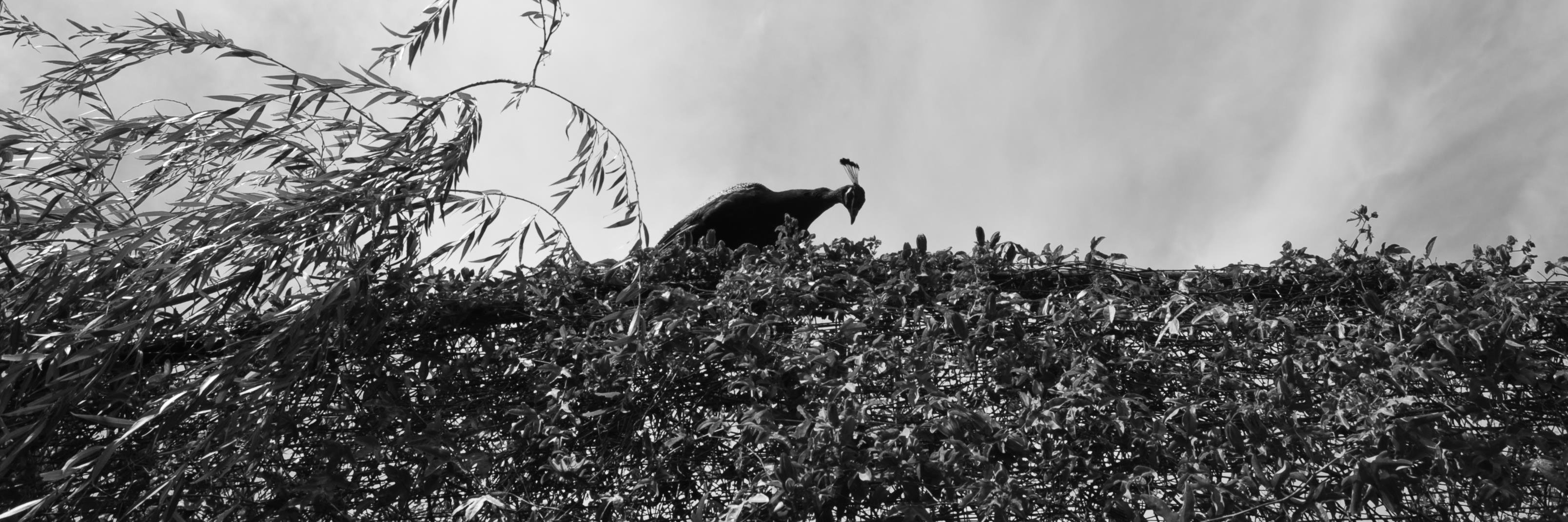 Cabrited's profile banner image