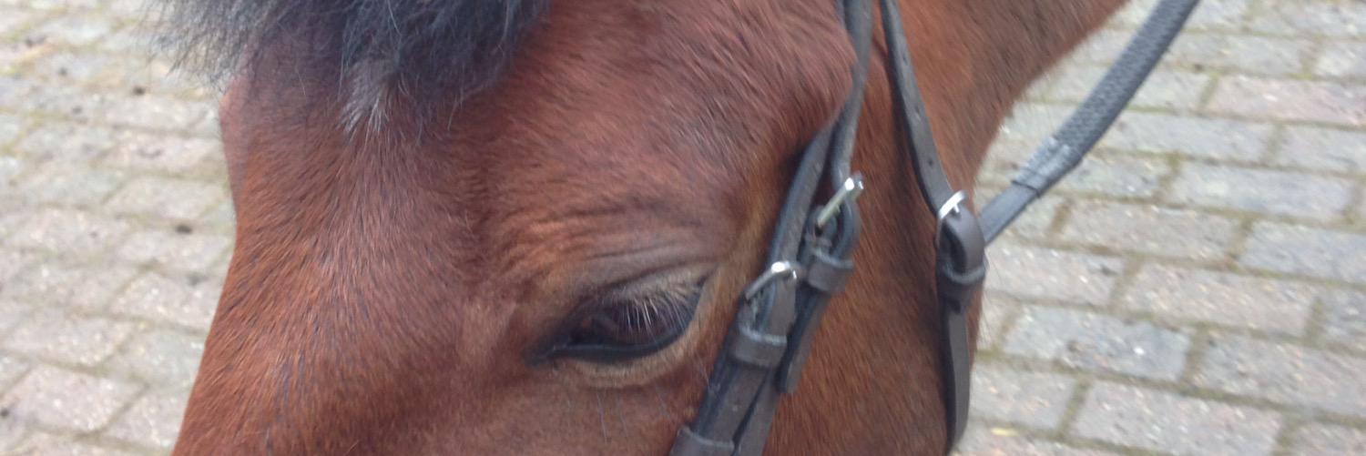 AnielaStevenson's profile banner image