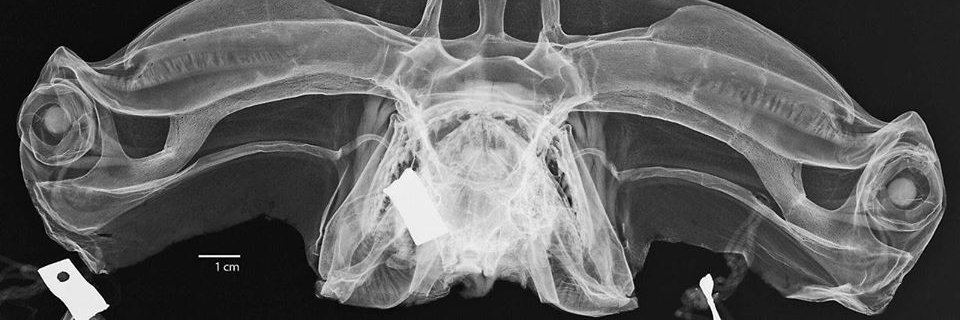 Sarah Popov, MSc 🦈 🇺🇦 Русский ⛴ иди нахуй banner