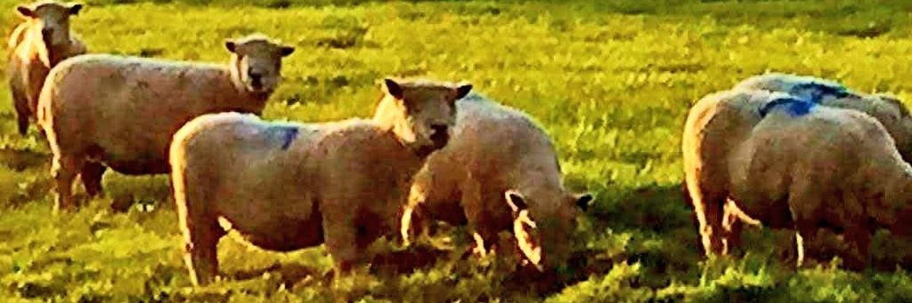 SDshepherd's profile banner image