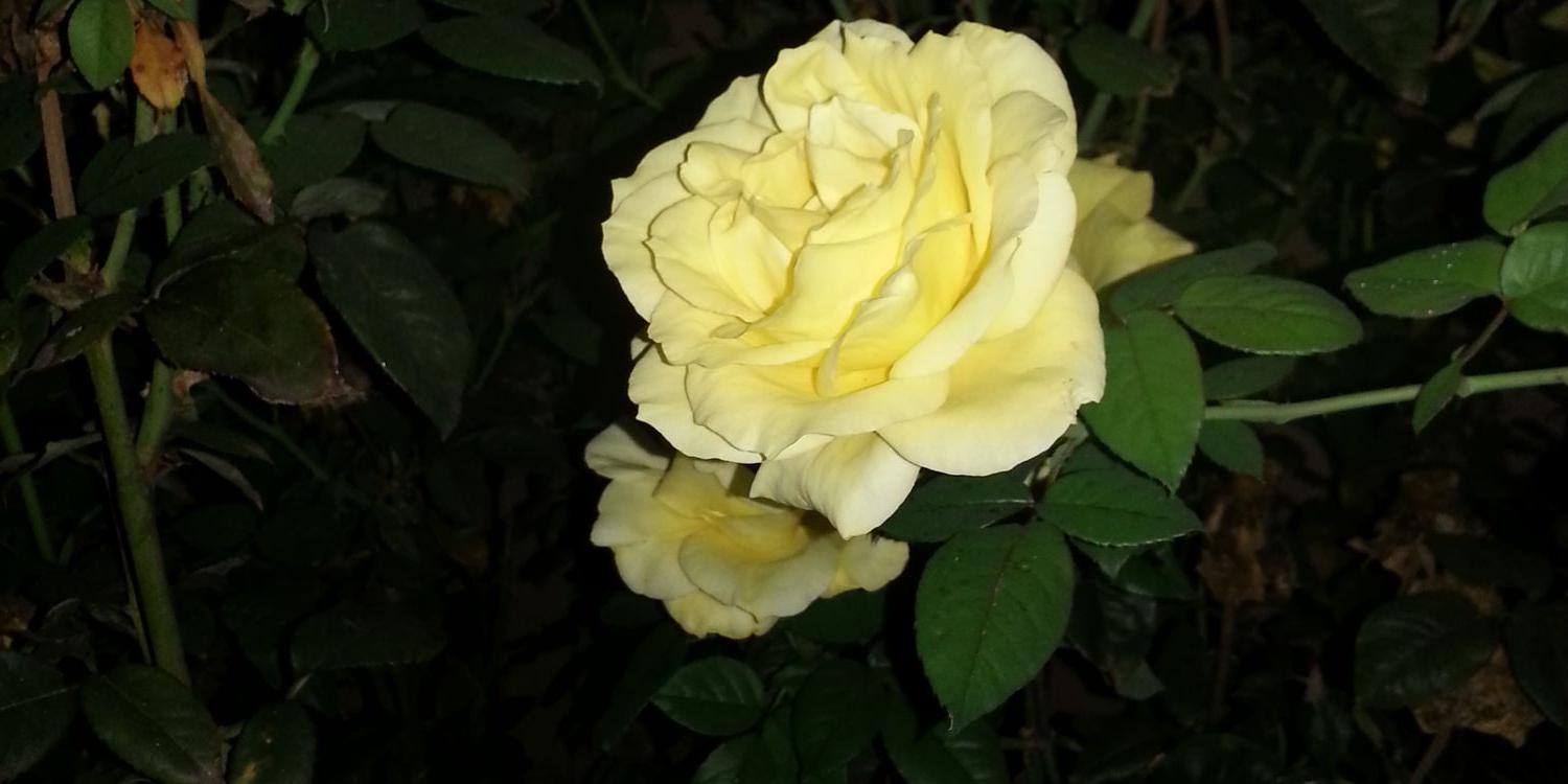 mdpresley3848's profile banner image