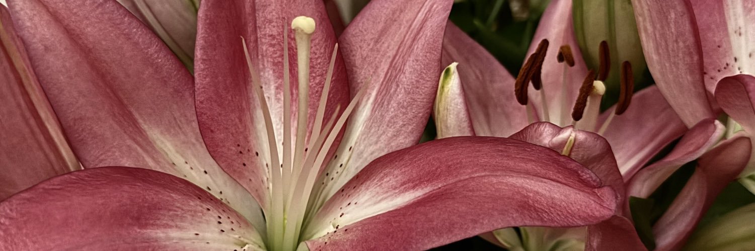 tortadipere's profile banner image