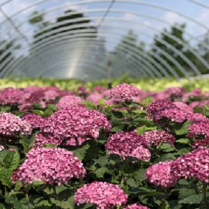 Connon Nurseries banner