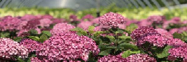 ConnonNurseries Profile Banner