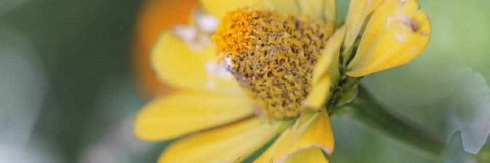 Merve_Feride_'s profile banner image