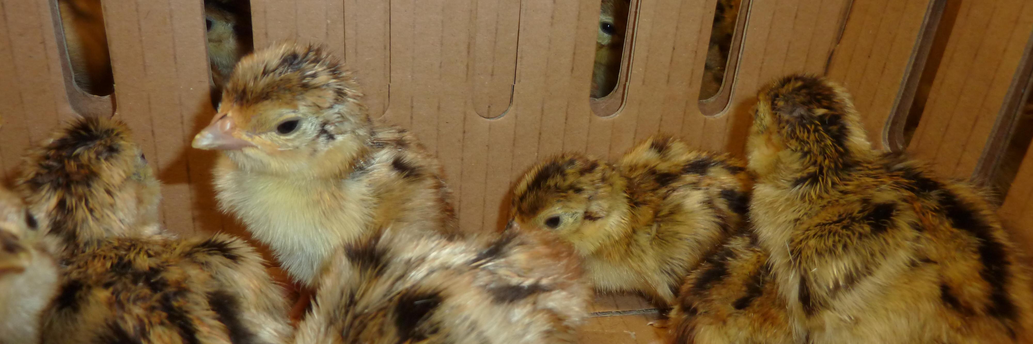 Pheasants@Exeter banner