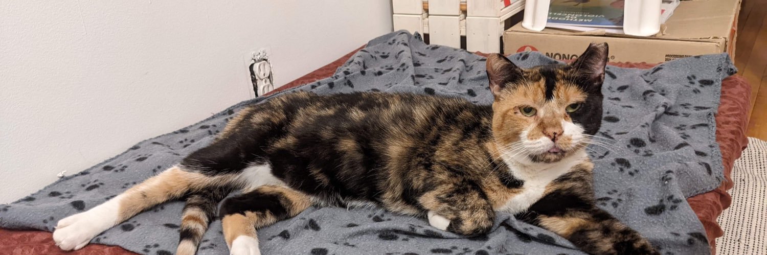 Cats4adoption's profile banner image