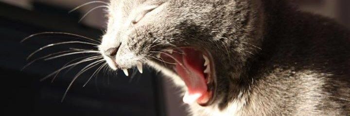 pincapa's profile banner image