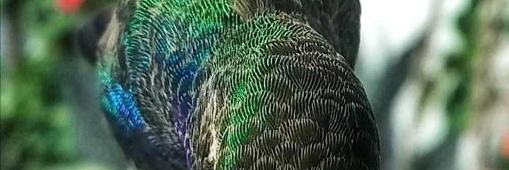 david gonzalez banner