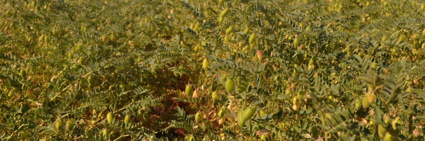 Susan McDonnell banner