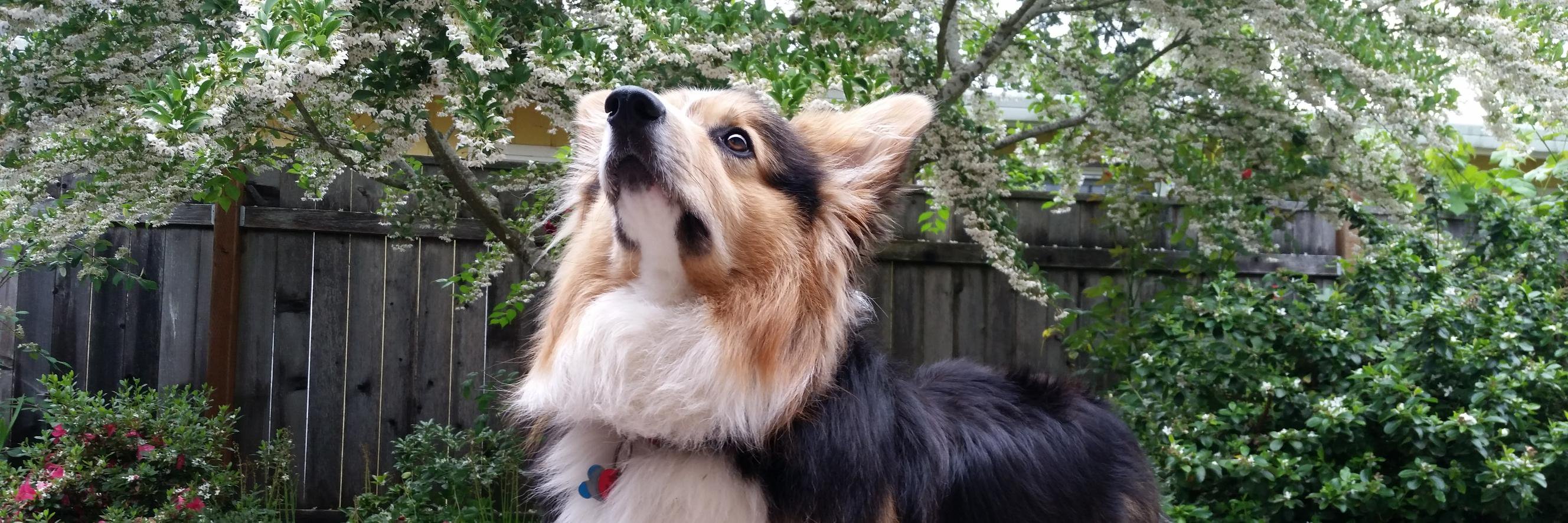ZestTheCorgi's profile banner image