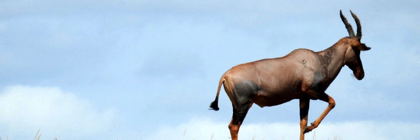 Not Kevin 📸 banner